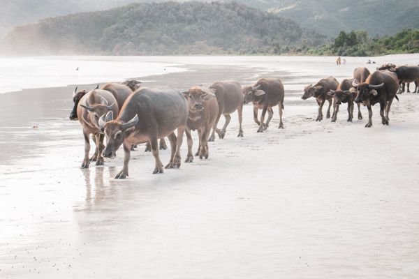 Pantai Selong Belanak