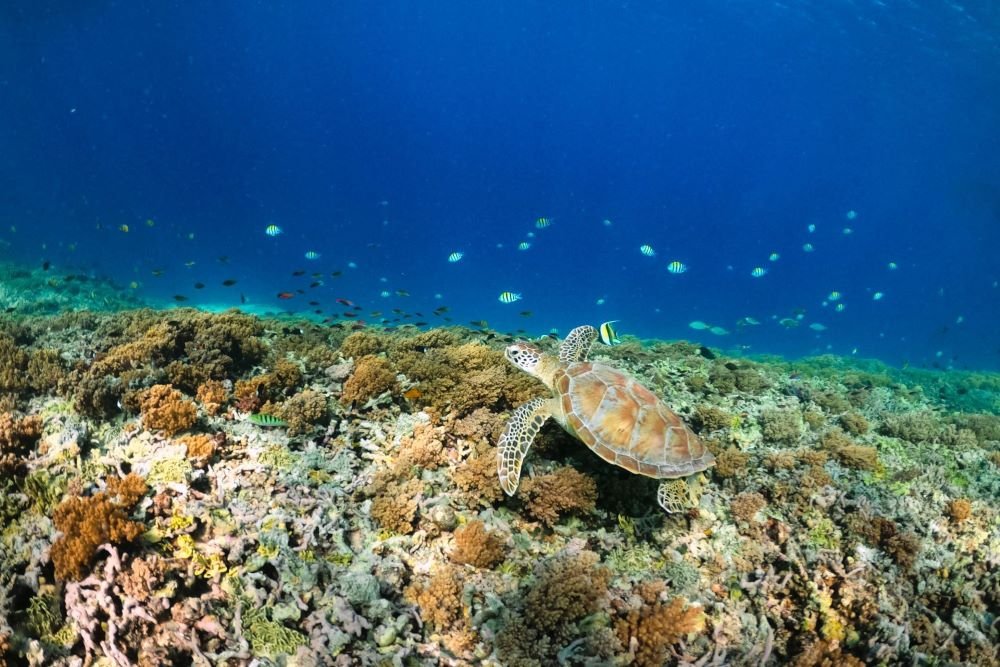 Gili Meno snorkeling