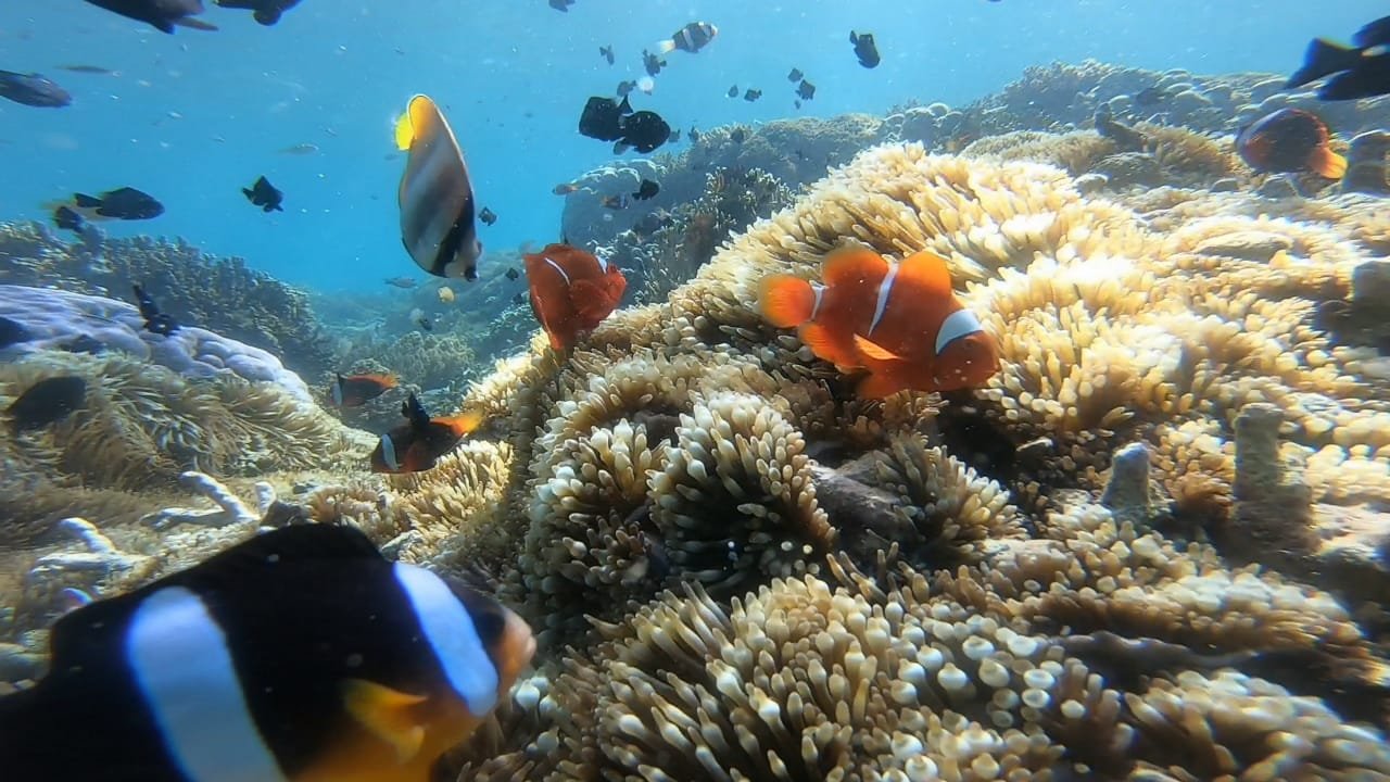 Gili snorkeling trip