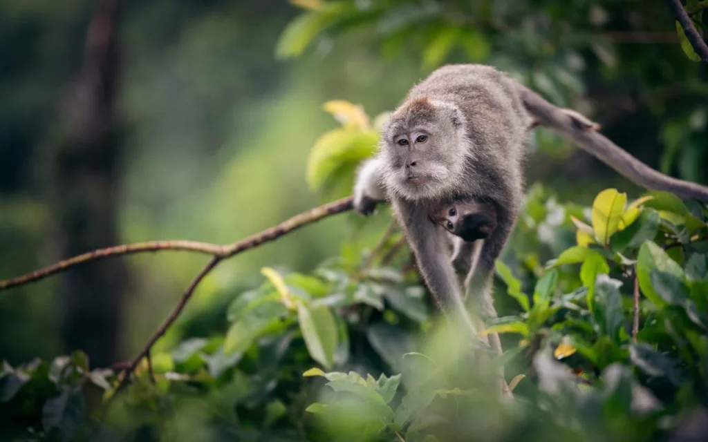 Monkey Forest Lombok