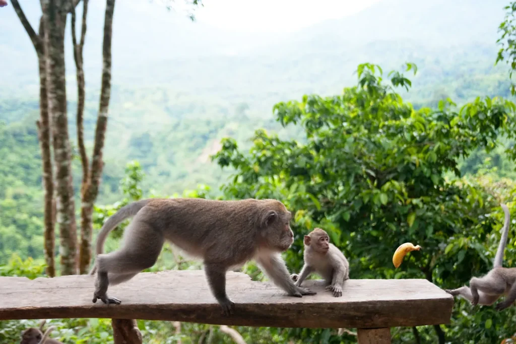Monkey Forest Lombok