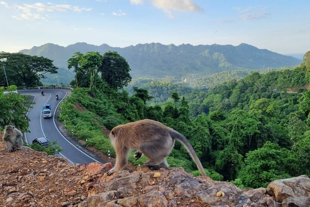 Monkey Forest Lombok