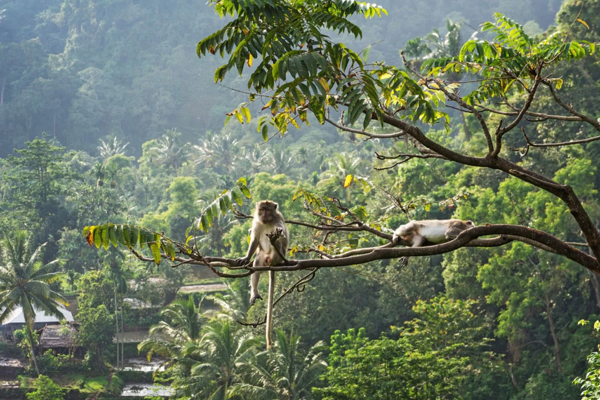 Monkey Forest Lombok