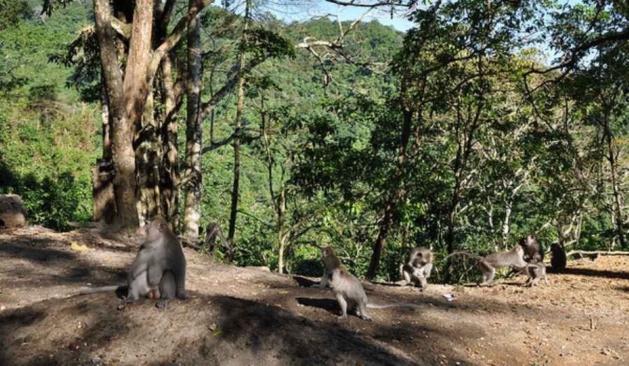 Pusuk Monkey Forest