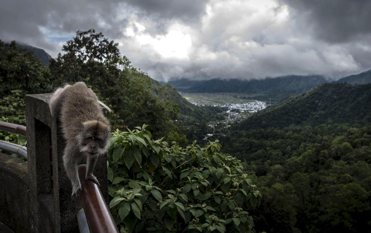 Pusuk Monkey Forest