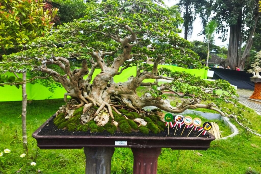 Taman Rinjani Selong