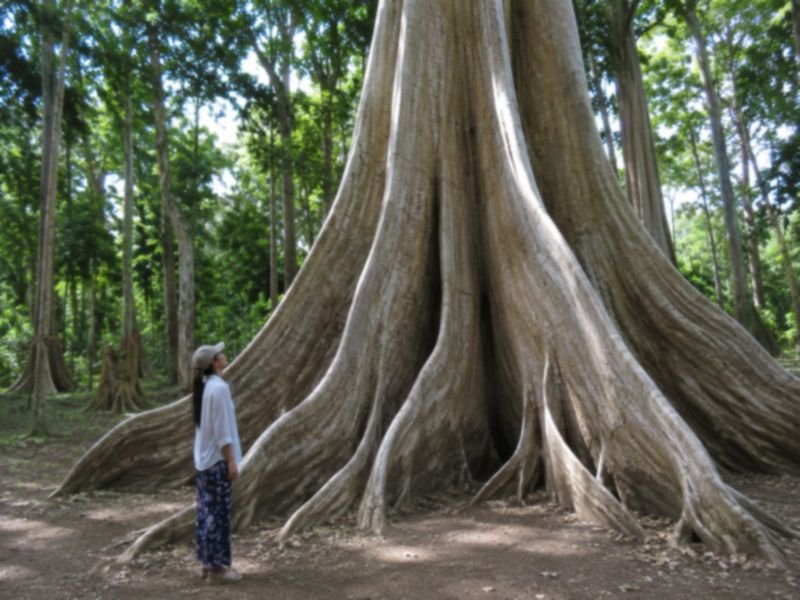 akar besar pohon purba lombok
