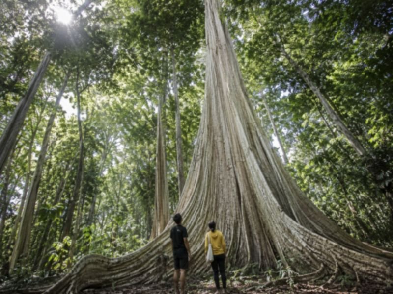 pohon purba lombok