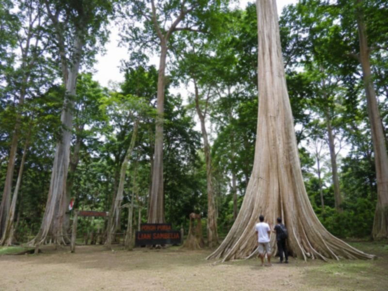 pohon purba lombok lian sambelia