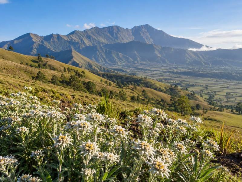 Edelweis Sembalun Village dengan pemandangan perbukitan di kaki Gunung Rinjani